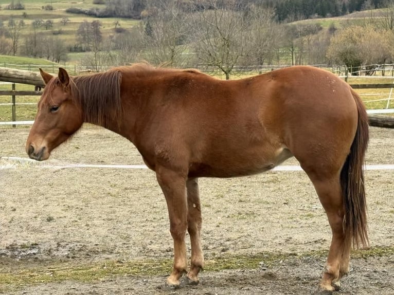 Quarter horse américain Jument 2 Ans Alezan brûlé in Deggenhausertal
