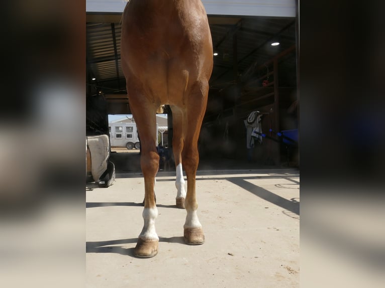 Quarter horse américain Jument 2 Ans Alezan brûlé in Amarillo