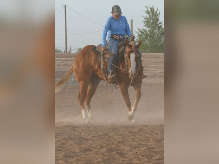 Quarter horse américain Jument 2 Ans Alezan brûlé in Amarillo