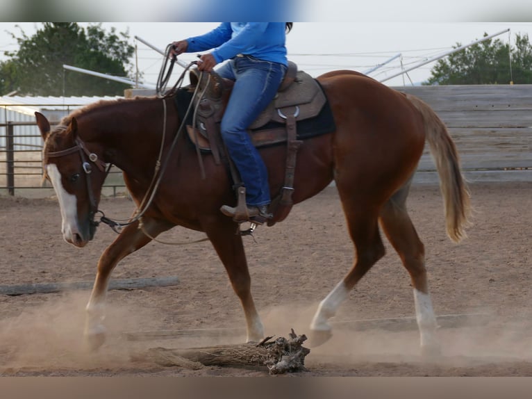 Quarter horse américain Jument 2 Ans Alezan brûlé in Amarillo