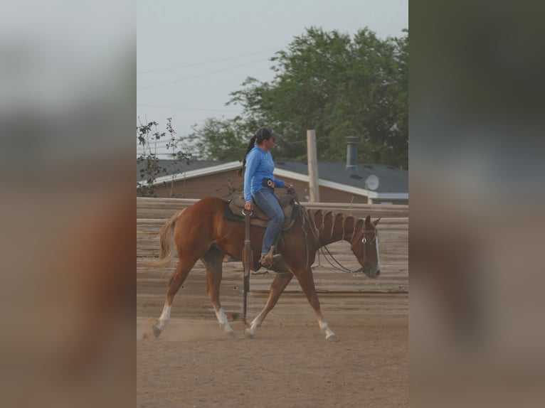 Quarter horse américain Jument 2 Ans Alezan brûlé in Amarillo