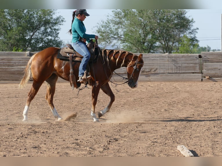 Quarter horse américain Jument 2 Ans Alezan brûlé in Amarillo