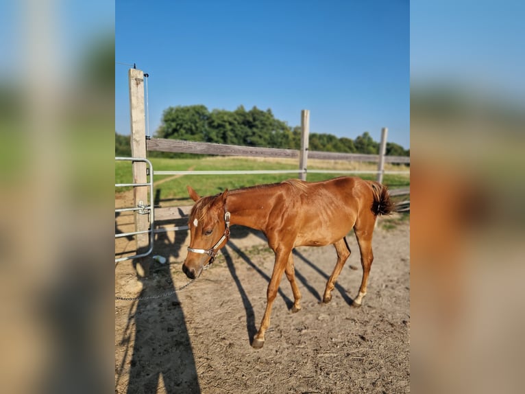 Quarter horse américain Jument 2 Ans Alezan brûlé in Rheinfelden