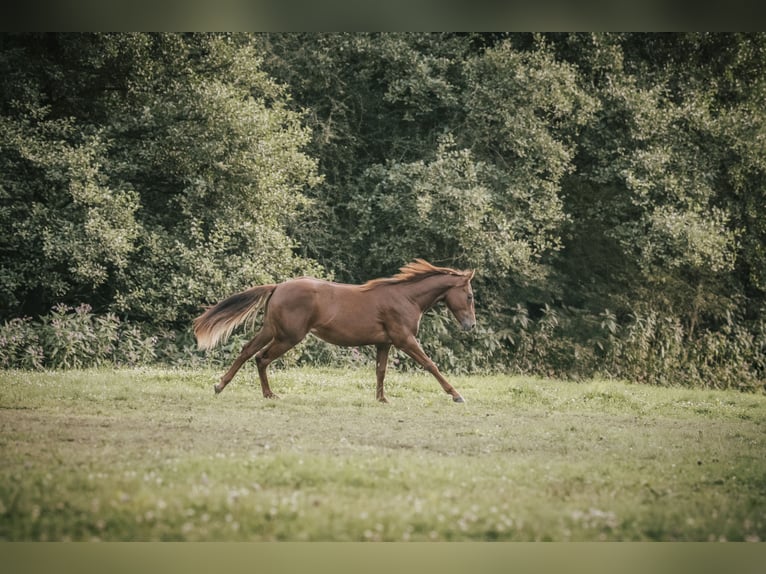 Quarter horse américain Jument 2 Ans Alezan brûlé in Lindlar