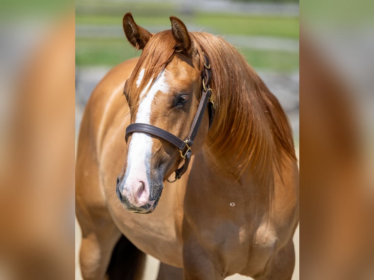 Quarter horse américain Jument 2 Ans Alezan dun in Ungenach
