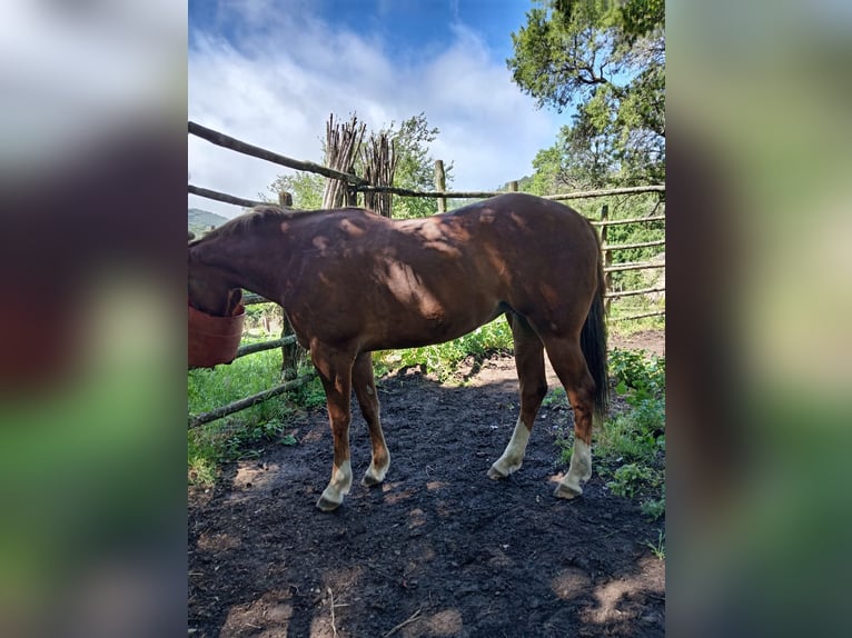 Quarter horse américain Jument 2 Ans Alezan in Allumiere