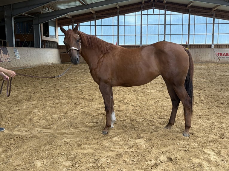 Quarter horse américain Jument 2 Ans Alezan in Arnbruck