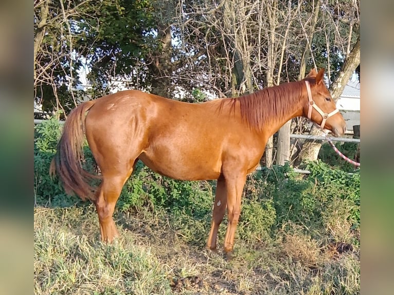 Quarter horse américain Jument 2 Ans Alezan in Fossano