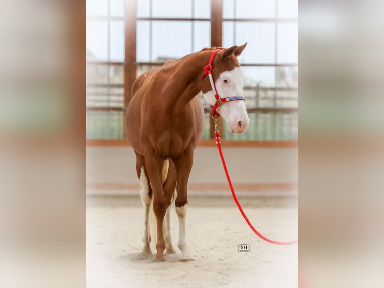 Quarter horse américain Jument 2 Ans Alezan in Nidderau