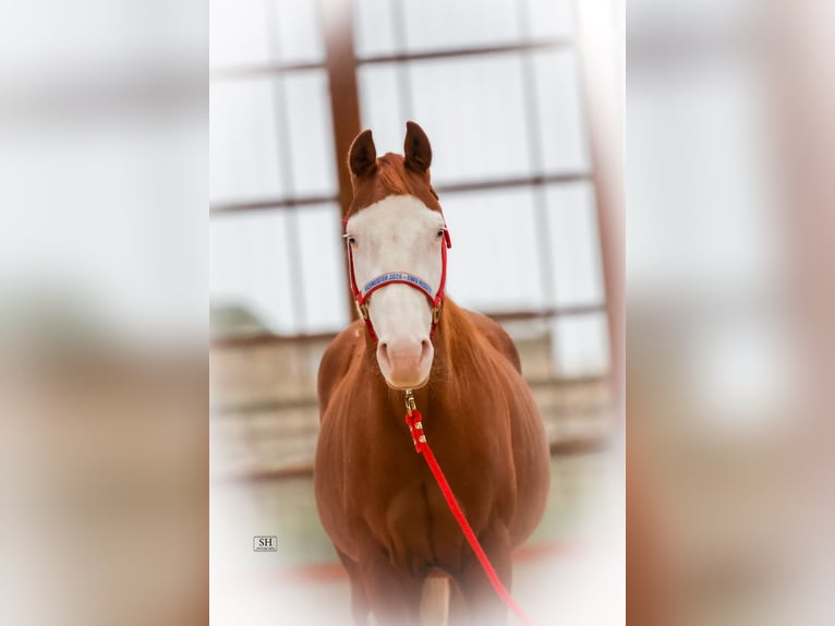 Quarter horse américain Jument 2 Ans Alezan in Nidderau