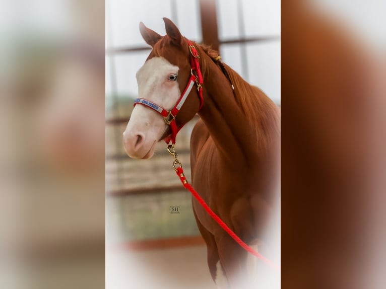 Quarter horse américain Jument 2 Ans Alezan in Nidderau