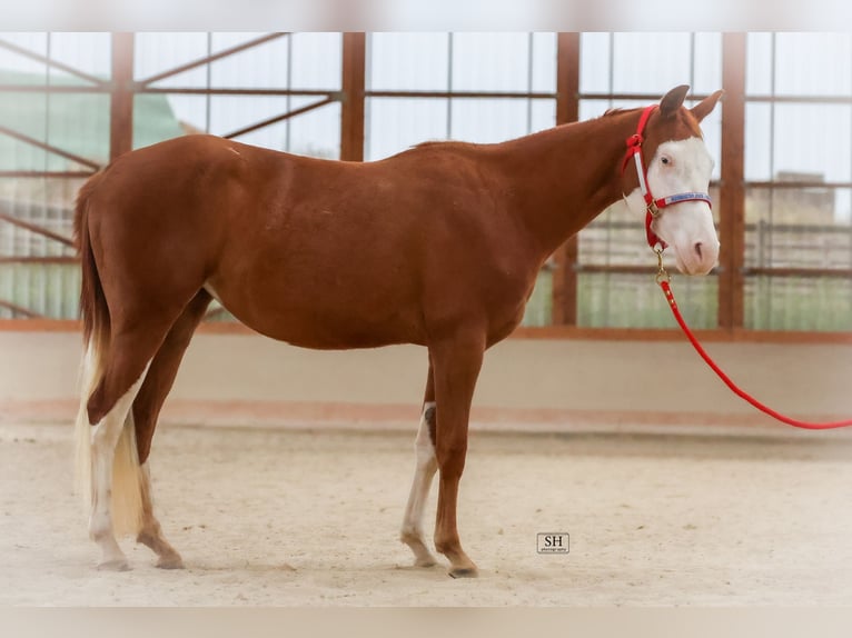 Quarter horse américain Jument 2 Ans Alezan in Nidderau