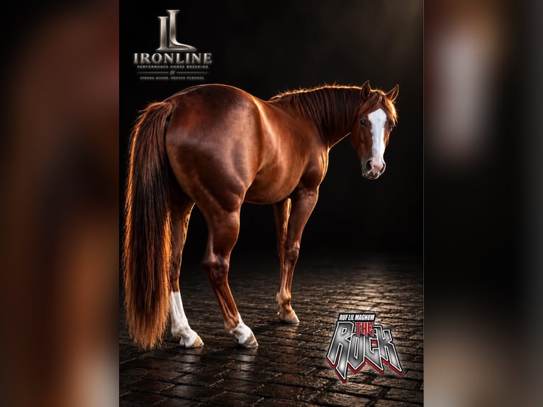 Quarter horse américain Jument 2 Ans Alezan in Walldürn