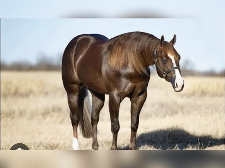 Quarter horse américain Jument 2 Ans Alezan in Rosa