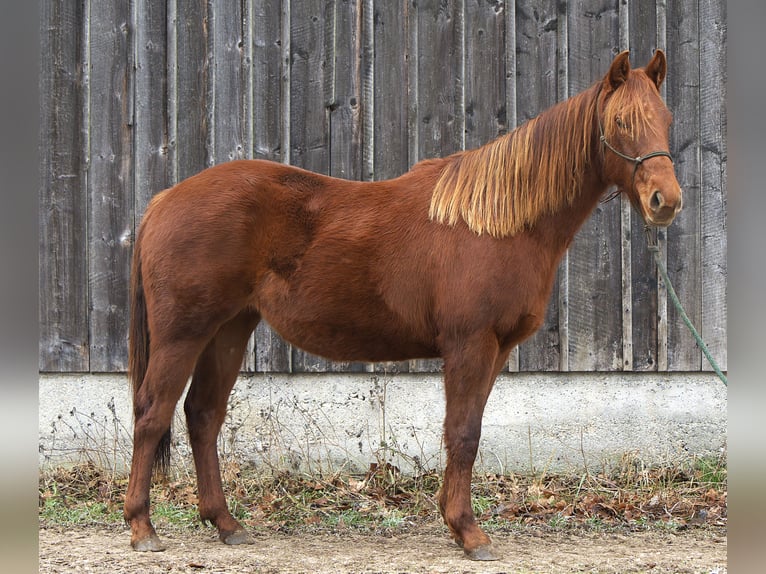 Quarter horse américain Jument 2 Ans Alezan in Biberach an der Riß