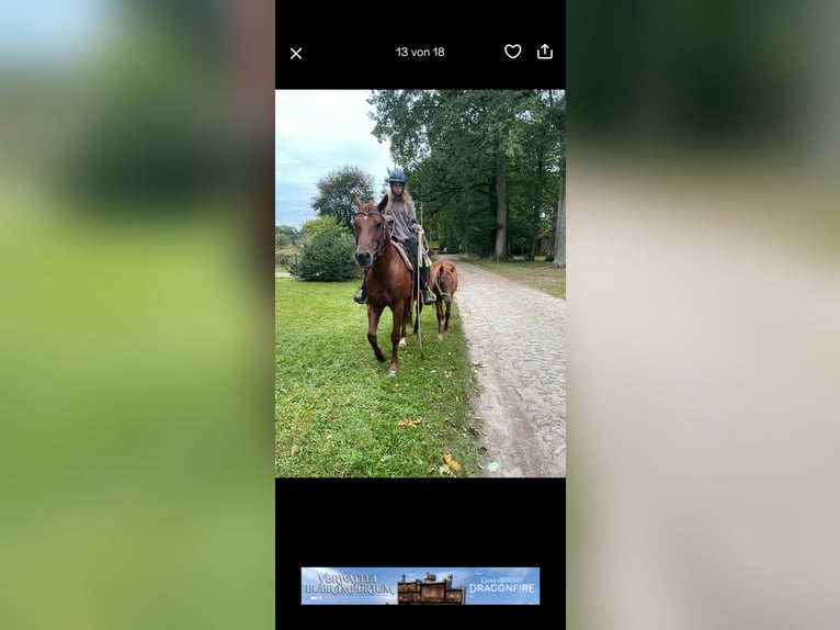 Quarter horse américain Jument 2 Ans Alezan in WalsrodeWalsrode