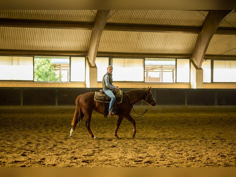 Quarter horse américain Jument 2 Ans Bai brun in München