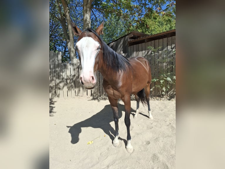 Quarter horse américain Jument 2 Ans Bai brun in Wien, Donaustadt
