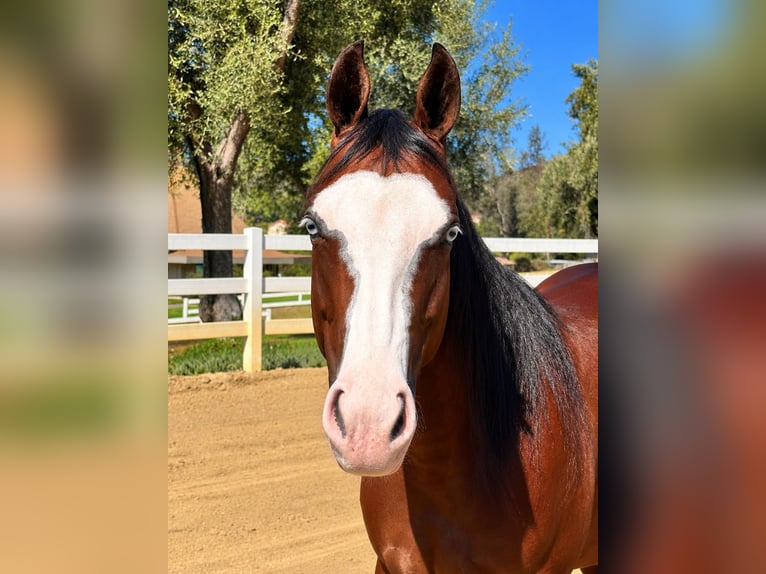 Quarter horse américain Jument 2 Ans Bai cerise in Ramona