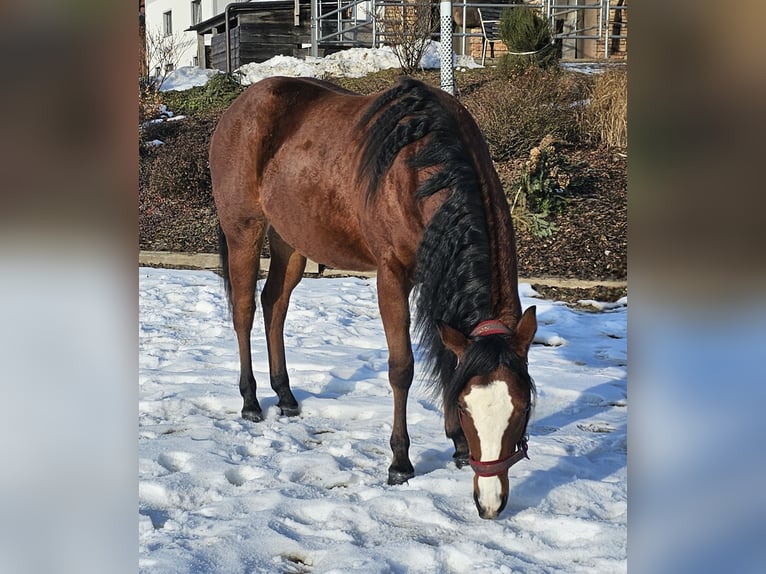 Quarter horse américain Jument 2 Ans Bai in Ottnang am Hausruck