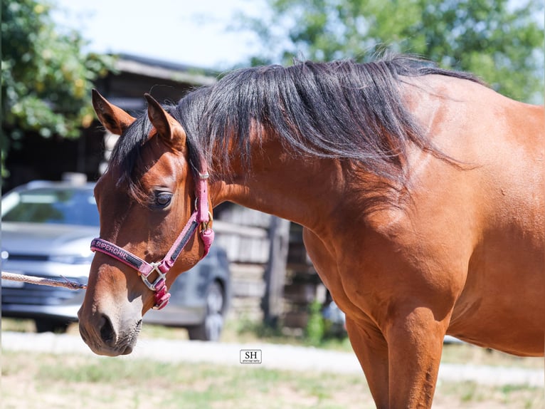 Quarter horse américain Jument 2 Ans Bai in Rodenbach
