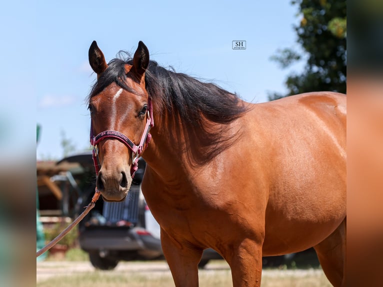 Quarter horse américain Jument 2 Ans Bai in Rodenbach
