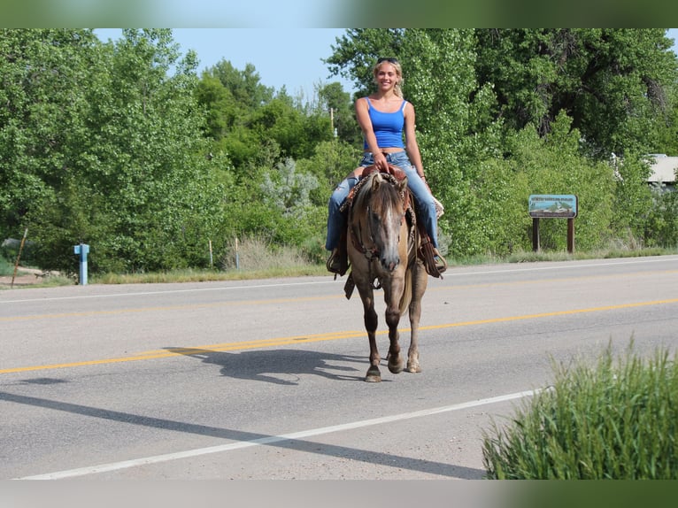 Quarter horse américain Jument 2 Ans Isabelle in Fort Collins