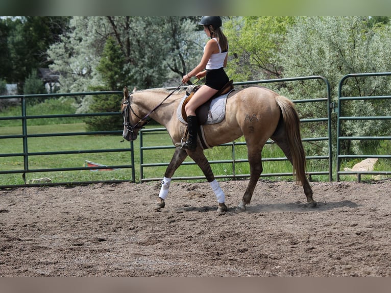 Quarter horse américain Jument 2 Ans Isabelle in Fort Collins