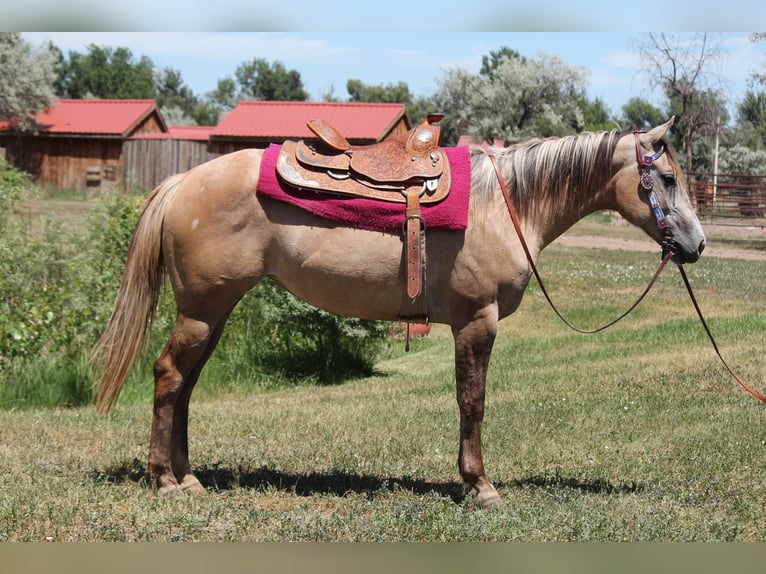 Quarter horse américain Jument 2 Ans Isabelle in Fort Collins