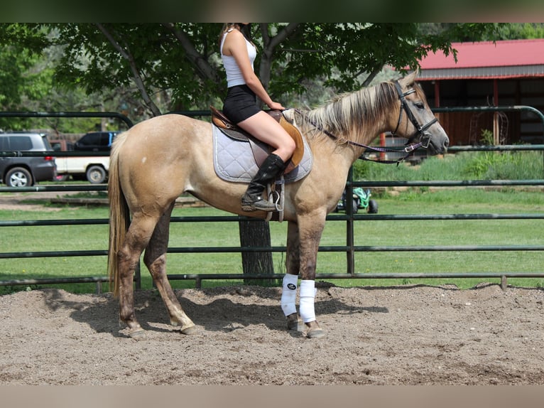 Quarter horse américain Jument 2 Ans Isabelle in Fort Collins