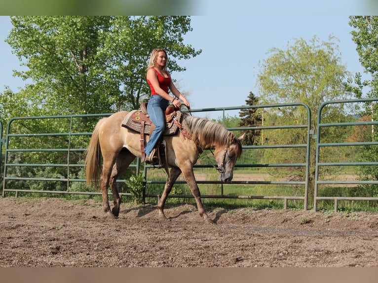 Quarter horse américain Jument 2 Ans Isabelle in Fort Collins