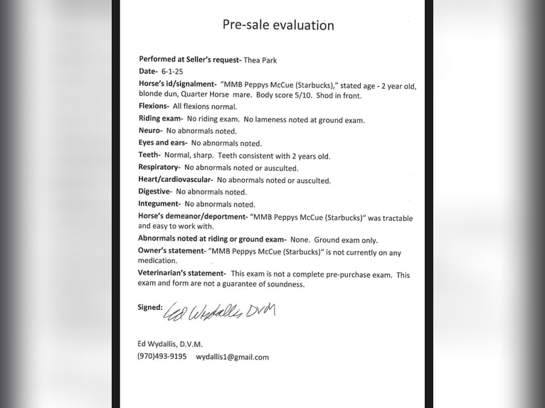 Quarter horse américain Jument 2 Ans Isabelle in Fort Collins