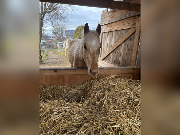 Quarter horse américain Jument 2 Ans Palomino in Durmersheim