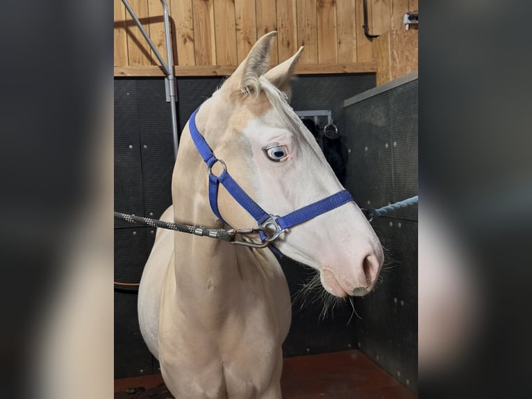 Quarter horse américain Jument 2 Ans Palomino in Gowarczow