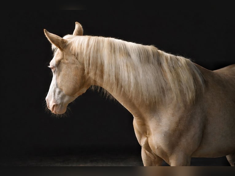 Quarter horse américain Jument 2 Ans Palomino in Gowarczow