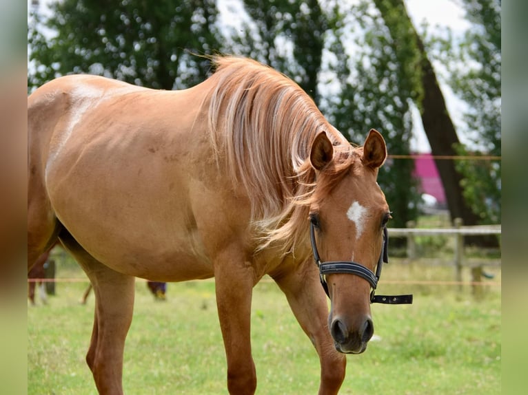 Quarter horse américain Jument 2 Ans in Vrasene