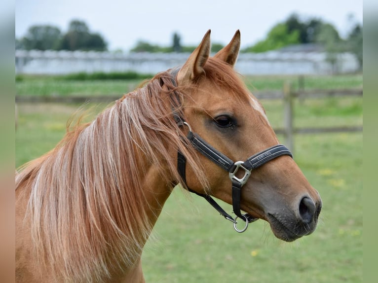 Quarter horse américain Jument 2 Ans in Vrasene