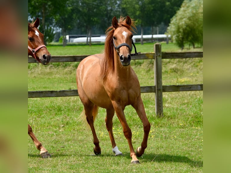 Quarter horse américain Jument 2 Ans in Vrasene