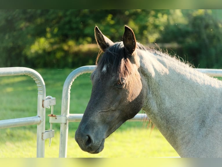 Quarter horse américain Jument 2 Ans Rouan Bleu in Centerville