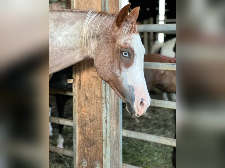 Quarter horse américain Jument 2 Ans Rouan Rouge in Haldenwang