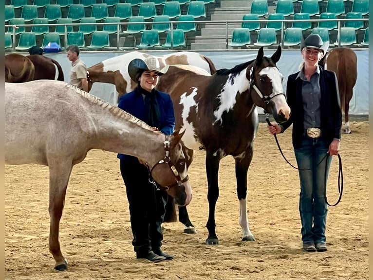Quarter horse américain Jument 2 Ans Rouan Rouge in Haldenwang