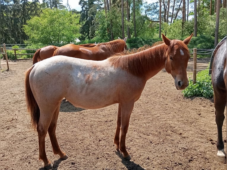 Quarter horse américain Jument 2 Ans Rouan Rouge in Gifhorn