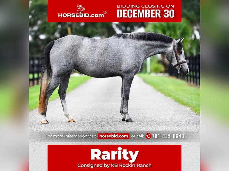 Quarter horse américain Croisé Jument 3 Ans 130 cm Gris pommelé in Reddick, FL