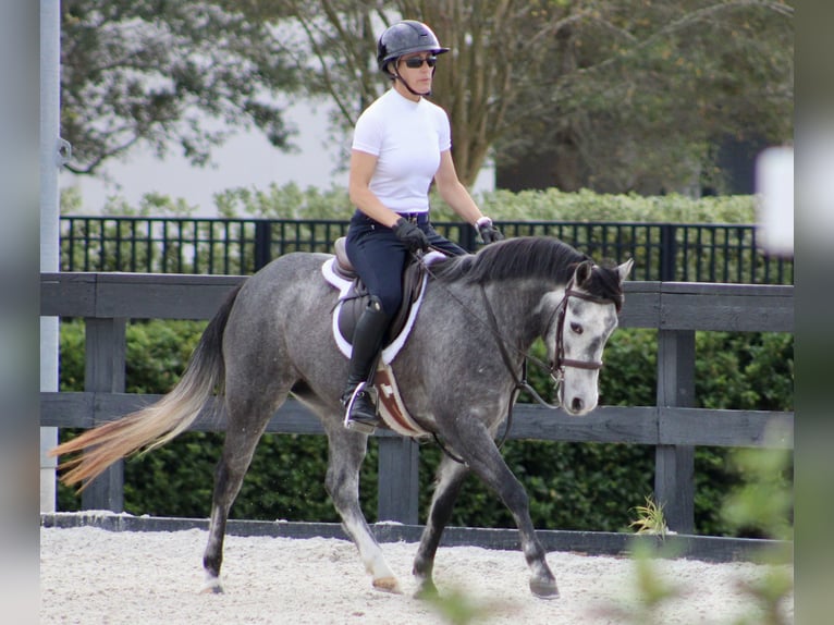 Quarter horse américain Croisé Jument 3 Ans 130 cm Gris pommelé in Reddick, FL