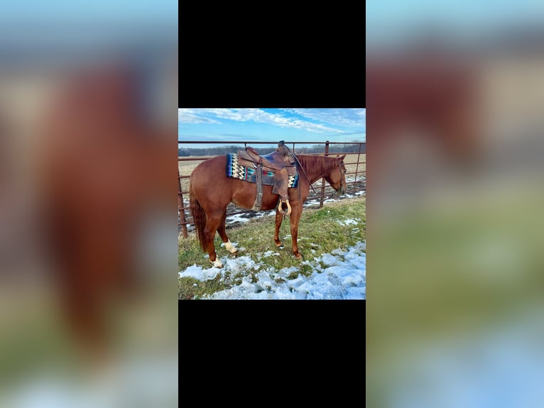 Quarter horse américain Jument 3 Ans 140 cm Alezan cuivré in La Grange, MO