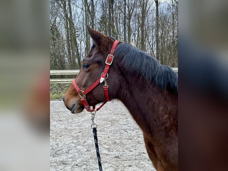 Quarter horse américain Jument 3 Ans 140 cm Bai in Duvensee
