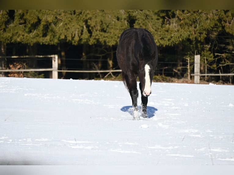 Quarter horse américain Croisé Jument 3 Ans 140 cm Noir in Stein