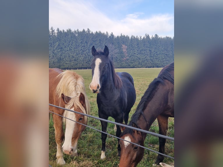 Quarter horse américain Croisé Jument 3 Ans 140 cm Noir in Stein