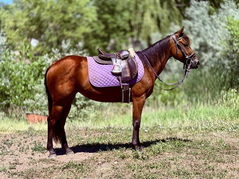 Quarter horse américain Jument 3 Ans 142 cm Bai cerise in Fort Collins