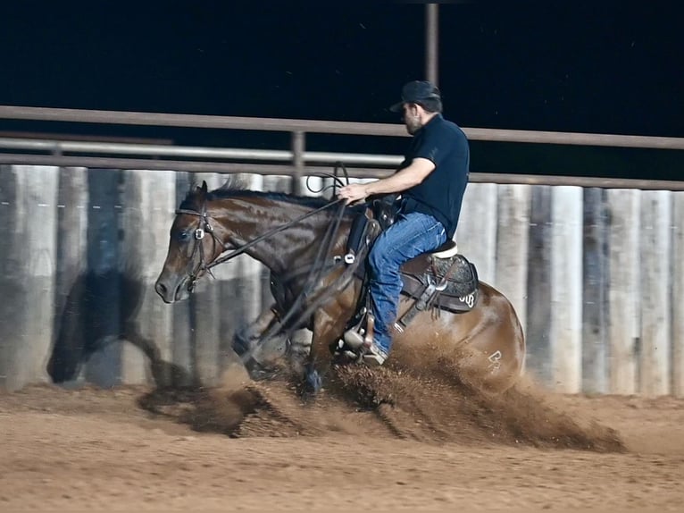 Quarter horse américain Jument 3 Ans 142 cm Bai cerise in Waco